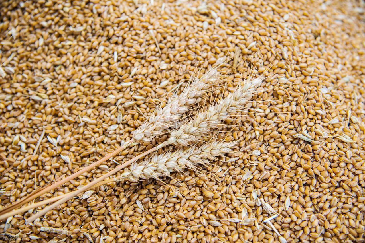 原創(chuàng)托市小麥拍賣清單出來了！小麥行情要反轉？