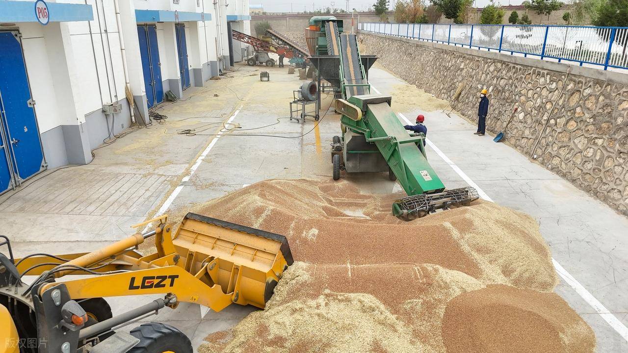 原創(chuàng)托市小麥拍賣清單出來了！小麥行情要反轉？