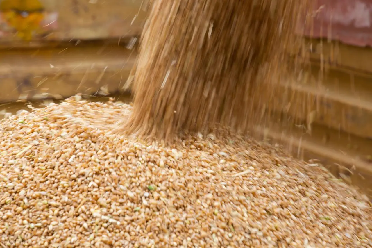 原創(chuàng)托市小麥拍賣清單出來了！小麥行情要反轉？